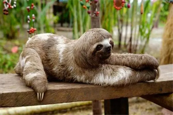 爆笑揭秘：《树懒有多懒》？一部让你怀疑人生的动物纪录片！